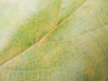 beyaz izole arka plan üzerinde sonbahar sonbahar yaprakları