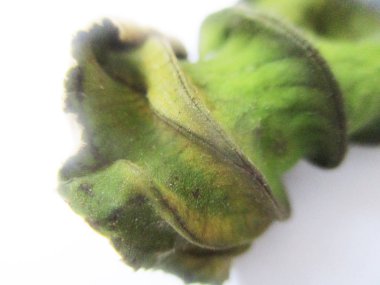 beyaz izole arka plan üzerinde sonbahar sonbahar yaprakları