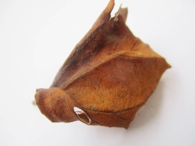 beyaz izole arka plan üzerinde sonbahar sonbahar yaprakları