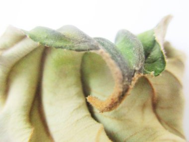 beyaz izole arka plan üzerinde sonbahar sonbahar yaprakları