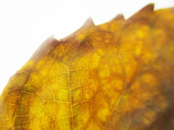 Autumn Fall Leaves White Isolated Background — Stock Photo, Image