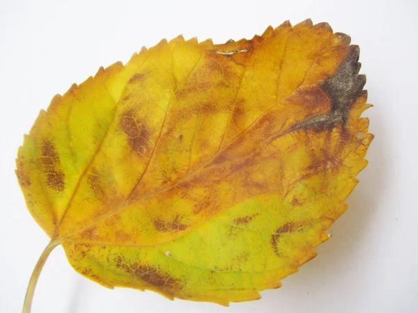 Herfst Herfstbladeren Witte Geïsoleerde Achtergrond — Stockfoto