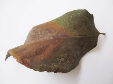 beyaz izole arka plan üzerinde sonbahar sonbahar yaprakları