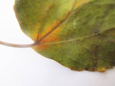 beyaz izole arka plan üzerinde sonbahar sonbahar yaprakları