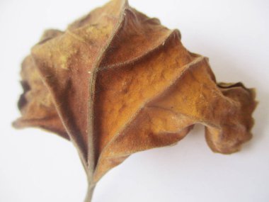 beyaz izole arka plan üzerinde sonbahar sonbahar yaprakları