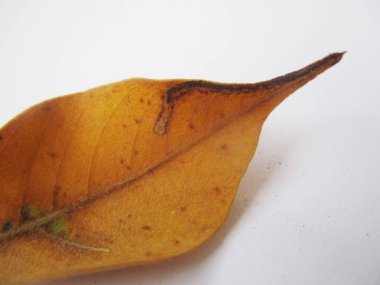 beyaz izole arka plan üzerinde sonbahar sonbahar yaprakları