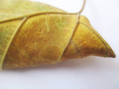 beyaz izole arka plan üzerinde sonbahar sonbahar yaprakları