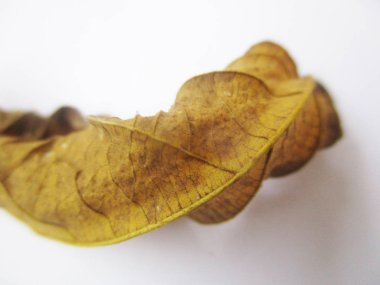 beyaz izole arka plan üzerinde sonbahar sonbahar yaprakları