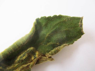 beyaz izole arka plan üzerinde sonbahar sonbahar yaprakları