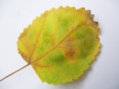 beyaz izole arka plan üzerinde sonbahar sonbahar yaprakları