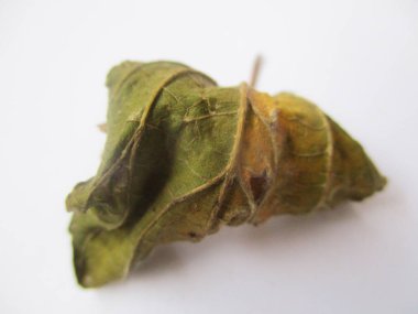 beyaz izole arka plan üzerinde sonbahar sonbahar yaprakları