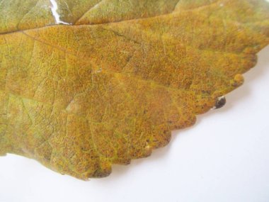 beyaz izole arka plan üzerinde sonbahar sonbahar yaprakları