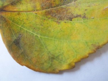 beyaz izole arka plan üzerinde sonbahar sonbahar yaprakları