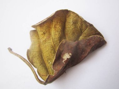 beyaz izole arka plan üzerinde sonbahar sonbahar yaprakları