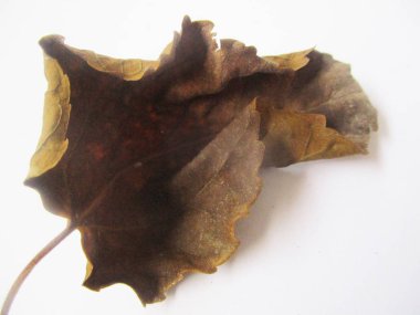 beyaz izole arka plan üzerinde sonbahar sonbahar yaprakları