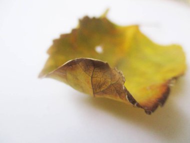 beyaz izole arka plan üzerinde sonbahar sonbahar yaprakları