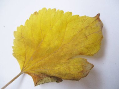 beyaz izole arka plan üzerinde sonbahar sonbahar yaprakları