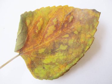 beyaz izole arka plan üzerinde sonbahar sonbahar yaprakları