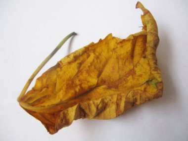 beyaz izole arka plan üzerinde sonbahar sonbahar yaprakları