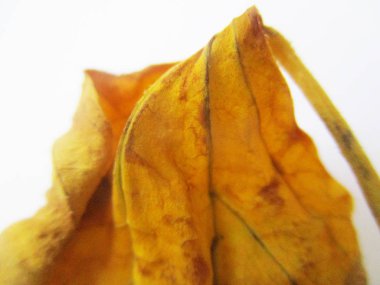 beyaz izole arka plan üzerinde sonbahar sonbahar yaprakları