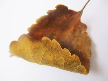 beyaz izole arka plan üzerinde sonbahar sonbahar yaprakları