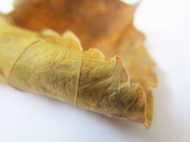 beyaz izole arka plan üzerinde sonbahar sonbahar yaprakları