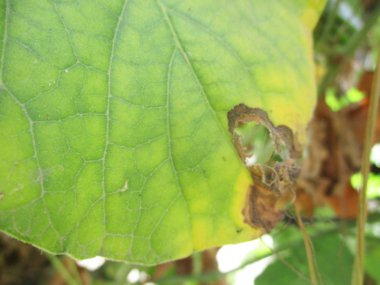 beyaz izole arka plan üzerinde sonbahar sonbahar yaprakları