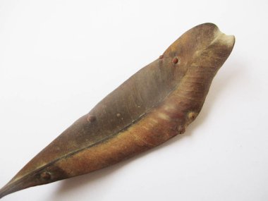 beyaz izole arka plan üzerinde sonbahar sonbahar yaprakları