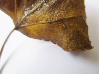 beyaz izole arka plan üzerinde sonbahar sonbahar yaprakları