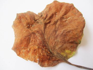 beyaz izole arka plan üzerinde sonbahar sonbahar yaprakları