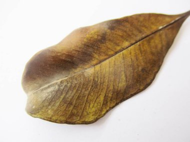 beyaz izole arka plan üzerinde sonbahar sonbahar yaprakları