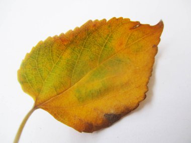 beyaz izole arka plan üzerinde sonbahar sonbahar yaprakları