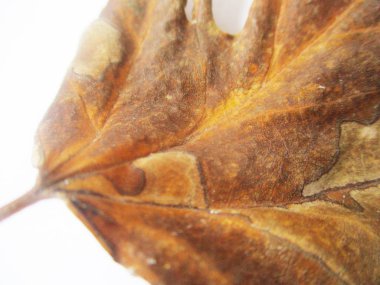 beyaz izole arka plan üzerinde sonbahar sonbahar yaprakları