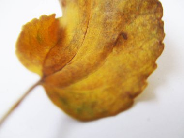 beyaz izole arka plan üzerinde sonbahar sonbahar yaprakları