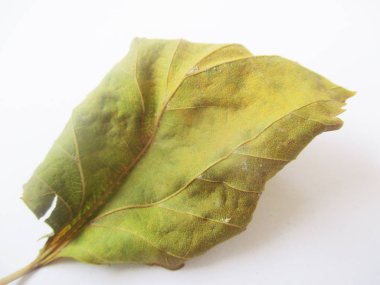 beyaz izole arka plan üzerinde sonbahar sonbahar yaprakları