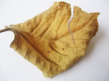 beyaz izole arka plan üzerinde sonbahar sonbahar yaprakları