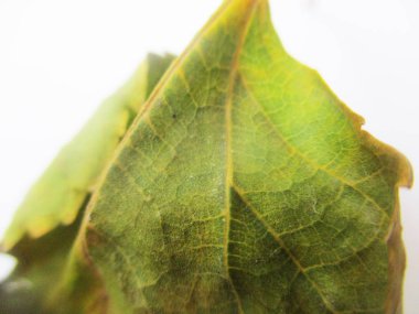 beyaz izole arka plan üzerinde sonbahar sonbahar yaprakları