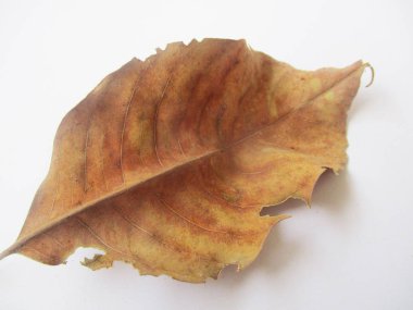 beyaz izole arka plan üzerinde sonbahar sonbahar yaprakları