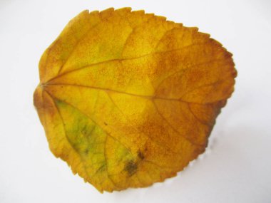 beyaz izole arka plan üzerinde sonbahar sonbahar yaprakları