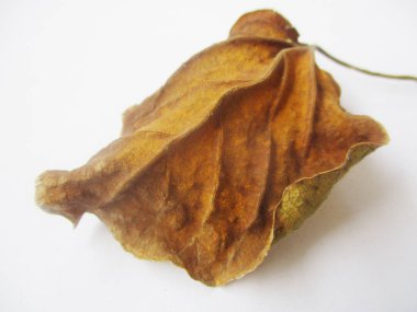 beyaz izole arka plan üzerinde sonbahar sonbahar yaprakları