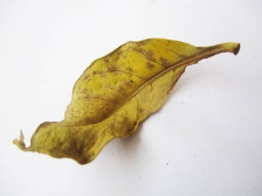 beyaz izole arka plan üzerinde sonbahar sonbahar yaprakları