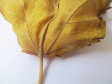 beyaz izole arka plan üzerinde sonbahar sonbahar yaprakları