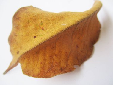 beyaz izole arka plan üzerinde sonbahar sonbahar yaprakları