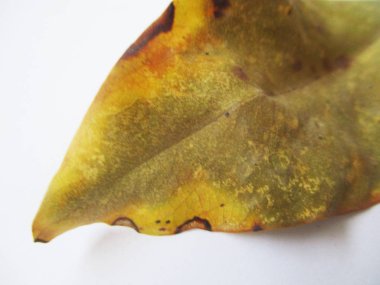 beyaz izole arka plan üzerinde sonbahar sonbahar yaprakları