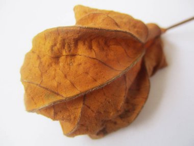 beyaz izole arka plan üzerinde sonbahar sonbahar yaprakları