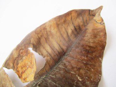 beyaz izole arka plan üzerinde sonbahar sonbahar yaprakları