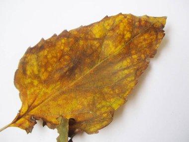 beyaz izole arka plan üzerinde sonbahar sonbahar yaprakları