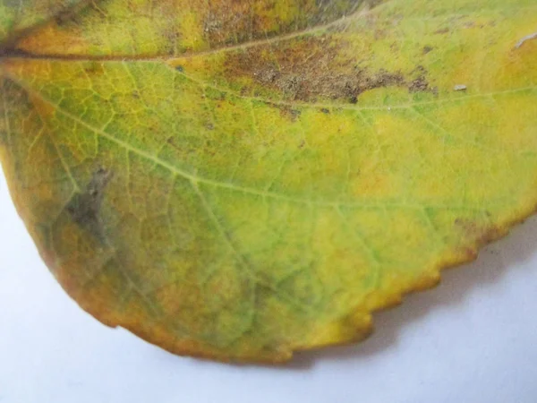 beyaz izole arka plan üzerinde sonbahar sonbahar yaprakları