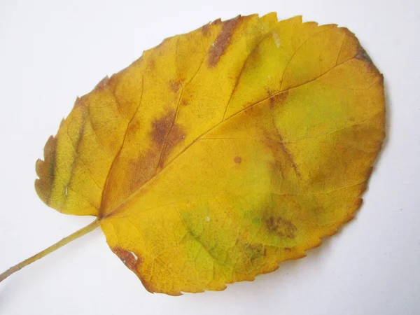 Herfst Herfstbladeren Witte Geïsoleerde Achtergrond — Stockfoto