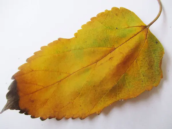 Herbst Herbst Blätter Auf Weißem Isolierten Hintergrund — Stockfoto